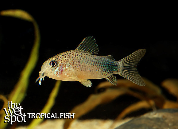 Corydoras similis Violet cory