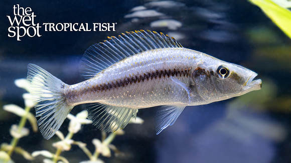 Dimidiochromis compressiceps