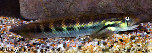 Mountain Rock Goby - Sicyopterus sp.