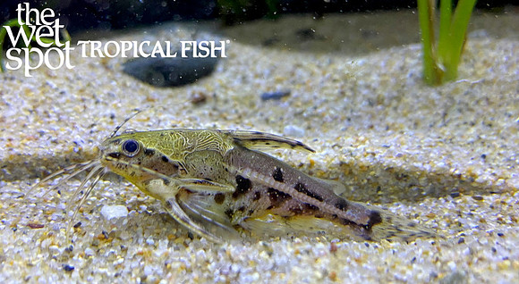 Amblydoras nauticus "Marble Talking Cat"