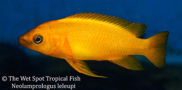 Neolamprologus leleupi