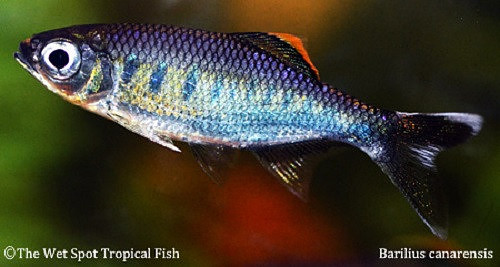Barilius canarensis - Royal Danio