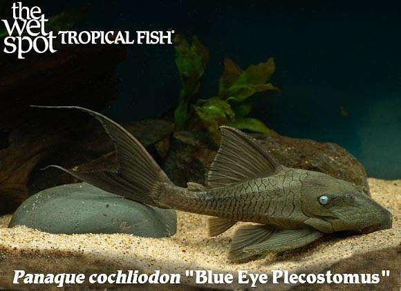 Panaque cochliodon "Blue Eye Plecostomus"