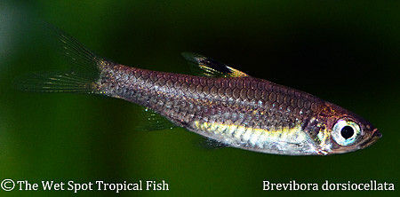 Brevibora dorsiocellata - Emerald Eye Rasbora