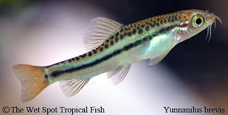 Yunnanilus brevis - Lake Inle Red Tail Loach ♀