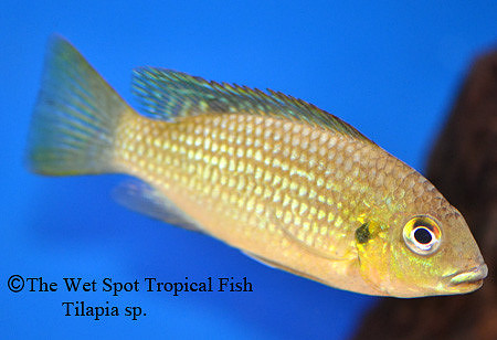 Tilapia sp.
