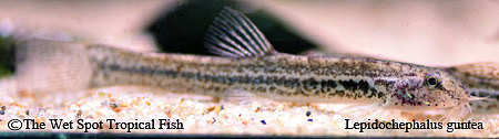 Lepidochephalus gunthae