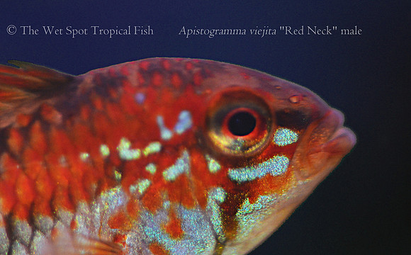 Apistogramma macmasteri