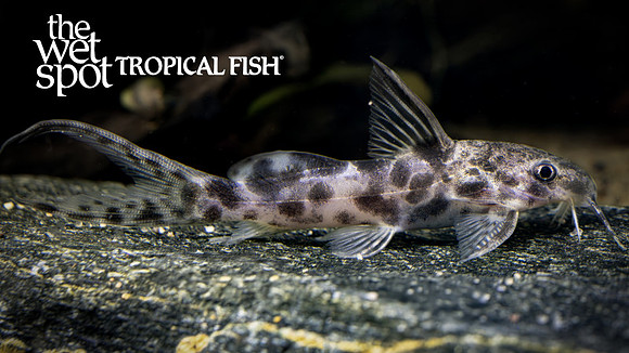 Synodontis soloni"Scissortail Squeaker Cat"