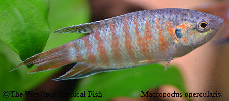 Macropodus opercularis - Blue Paradise Fish