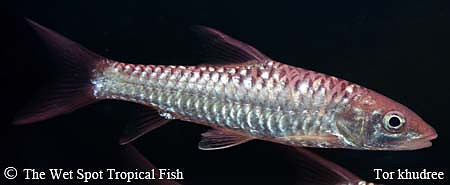 Tor khudree - Golden Mahseer