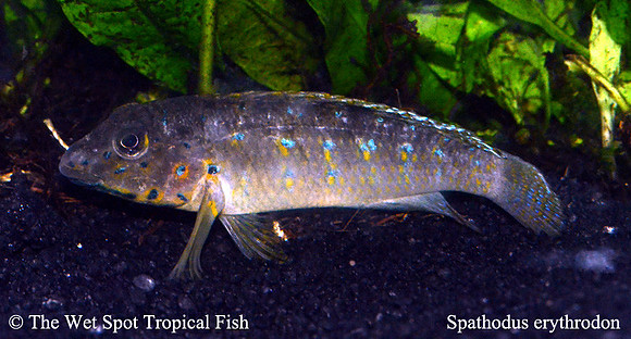 Spathodus erythrodon