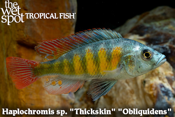Haplochromis sp. "Thickskin"