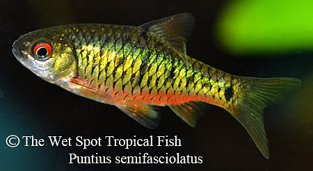 Barbodes semifasciolatus - Gold Barb