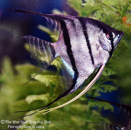 Pterophyllum scalare - Wild Angelfish "Columbia"