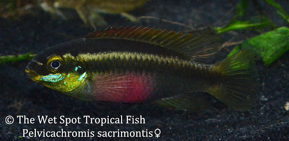 Pelvicachromis sacrimontis ♀