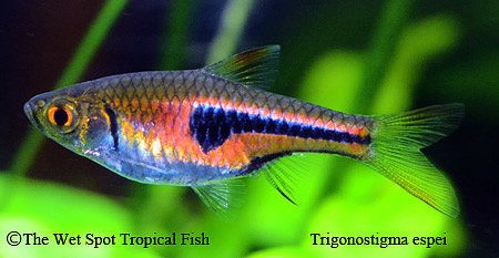 Trigonostigma espei - Pork Chop Rasbora