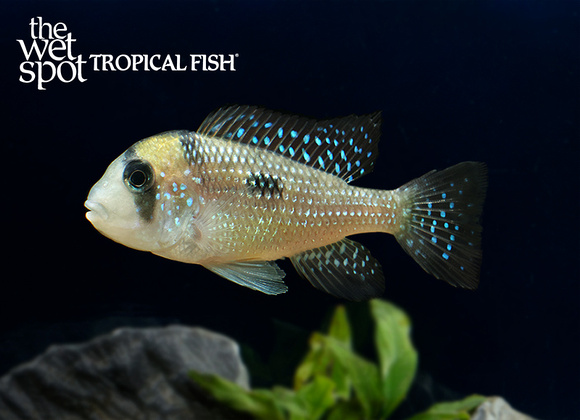Gymnogeophagus mekinos "Rio Yi"