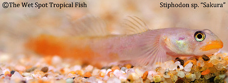Sakura Goby - Stiphodon sp.