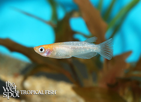 Oryzias latipes "Kohaku Medaka Ricefish"