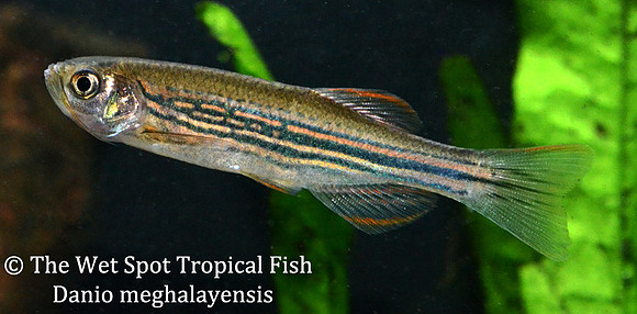 Devario meghalayensis - Brilliant Danio