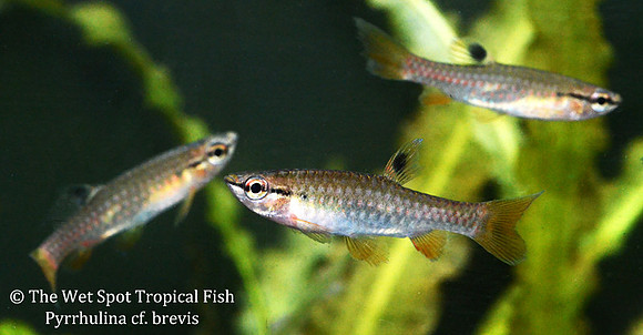 Pyrrhulina cf. brevis - Red Fin Pyrrhulina