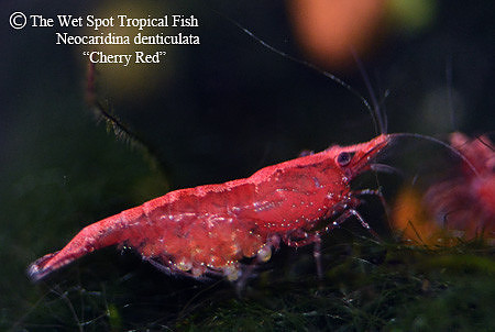 Neocaridina davidi - Cherry Red Sakura Shrimp