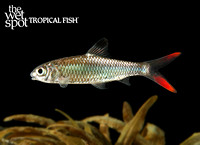 Discherodontus ashmeadi "Red Tail Barb"