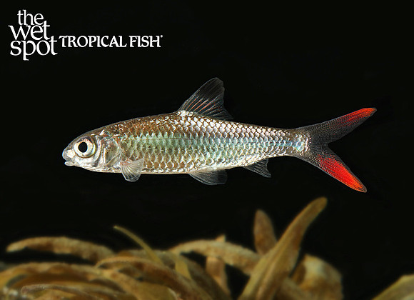 Discherodontus ashmeadi "Red Tail Barb"
