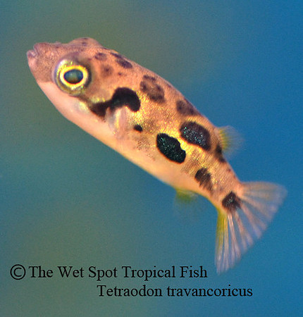 Pea Puffer - Carinotetraodon travancoricus