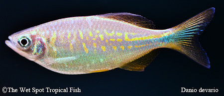 Devario devario - Hatchet Body Danio