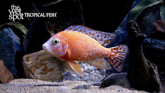 Aulonocara sp. "Fire Fish Peacock"