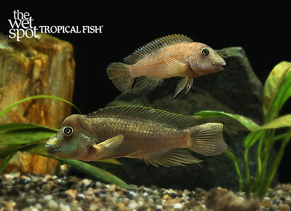 Spathodus marlieri