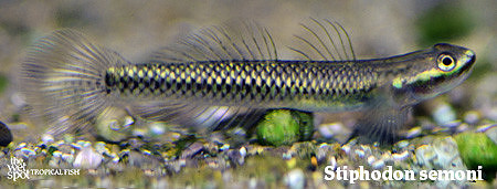 Blue Cobalt Goby - Stiphodon semoni