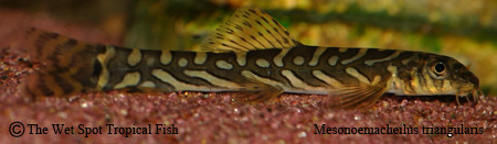 Mesonoemacheilus triangulais - Zodiac/Batik Loach