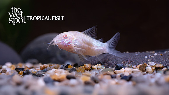 Corydoras aeneus "Albino Cory"