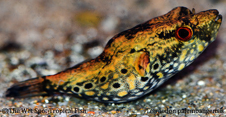 Dragon Puffer - Tetraodon palembangensis