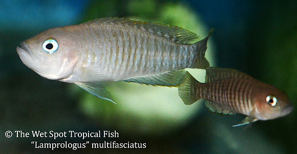 Neolamprologus multifasciatus