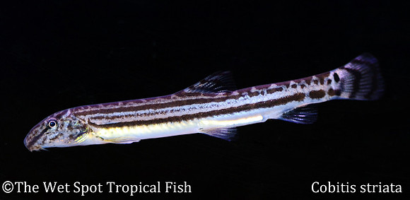 Cobitis striata - Japanese Striped Loach