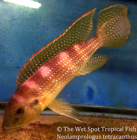 Neolamprologus tetracanthus