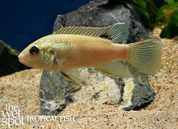 Benitochromis finleyi