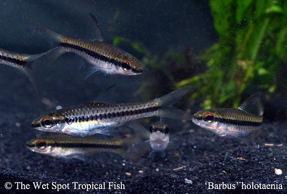 Barbus holotaenia - Spotscale Barb