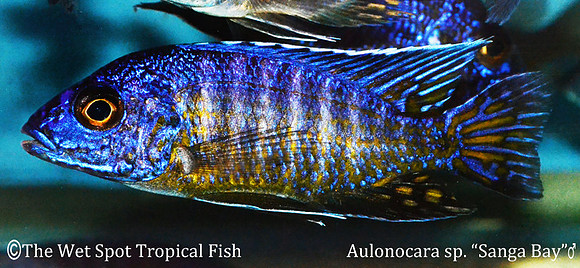 Aulonocara sp. "Sanga Bay"
