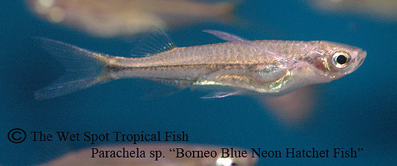 Parachela sp. - Borneo Blue Neon Glass Fish
