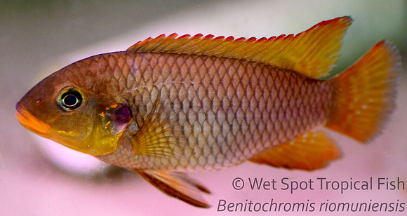 Benitochromis riomuniensis