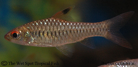 Barbus callipterus - Clipper Barb