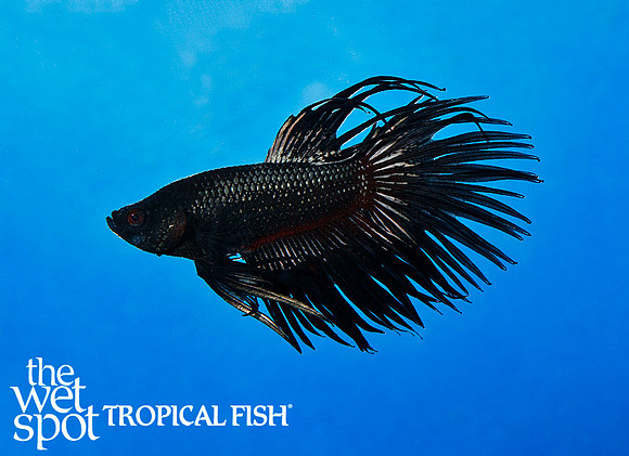 Betta splendens - Black Orchid King Betta