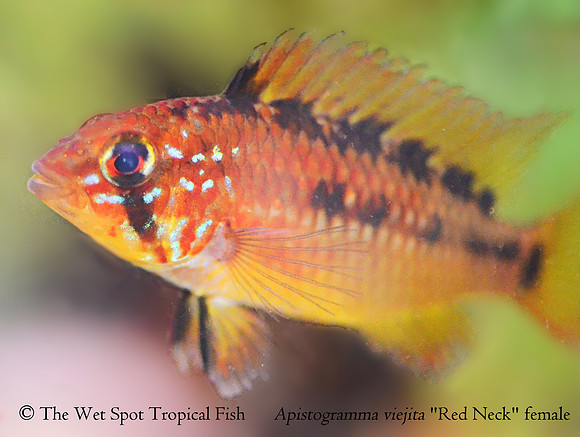 Apistogramma macmasteri ♀