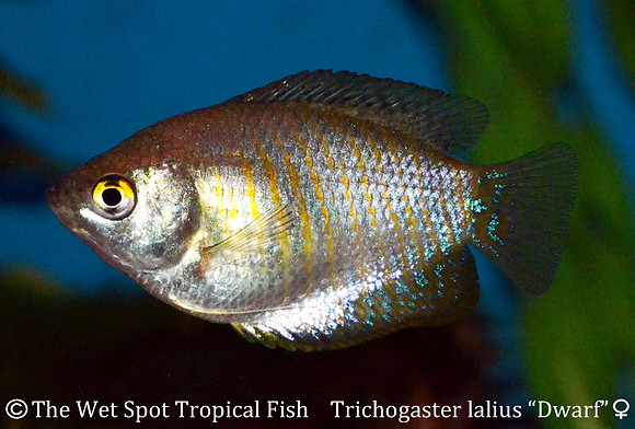 Trichogaster lalius - Dwarf Gourami ♀