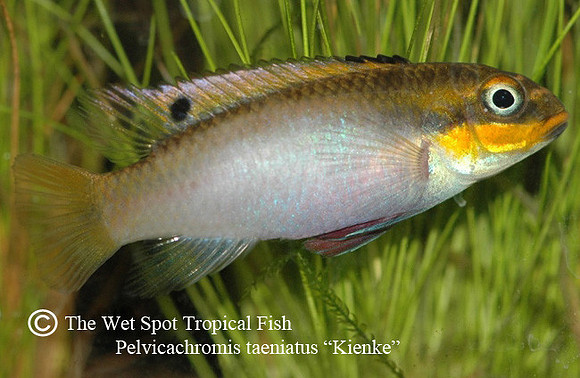 Pelvicachromis kribensis "Taeniatus Kienke" ♀